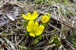 Winterling, Zellerberg Kufstein 11.03.18