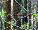 Rotkehlchen, Kufstein 02.04.17
