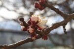 Marillenblüte
