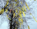 Birken Blüte 09.04.16.