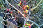 Wildapfel - Kufstein 17.02.14.