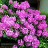 Rhododendron