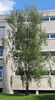 Betula pendula, Station Hohe Warte