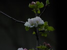 Apfelblüte 06.04.2016