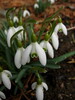 Galanthus nivalis 2007