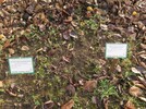 Austrieb Schneeglöckchen und frühlingsknotenblume aufgenommen am 29.01.2016 am Beobachtungsstandort Graz-Straßgang
