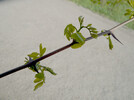 Robinie (Robinia pseudoacacia)