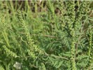 Ragweed Blüte