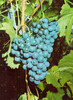 Weinrebe Pflückreife