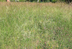 Dauergrünland vor der 1.Mahd, Graz-Ragnitz, 07.06.2013
