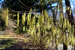 Haselblüte, 15.02.20 - Kufstein 
