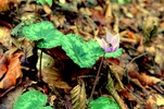 Europäisches Waldveilchen