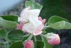 Apfelbluete 20090418 O7B