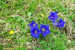 1.Enzian 12.04.14 Walleralmweg