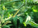 Ragweed behaarte Stängel