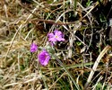 das 1.Mehlprimel 26.03.17. Kaisertal,