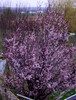 1.4.2008 Blüte der Blutpflaume
