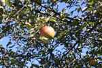 Reifer Apfel im Garten der ZAMG Graz