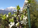 Zwetschkenblüte 2015