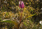 blühende Hundszahnlilie Graz-Ragnitz 20.3.2014