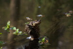 Grasfrosch, locker lässige Pose