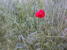 Klatschmohn nach Regen