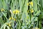 Sumpfschwertlilie