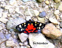 Schönbär