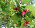 Haselnuss "Rote Lambertnuss", Kufstein - Zell