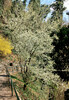 Blühender Schlehdorn am Grazer Schloßberg 18042013