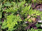 Ragweed Blütenansatz
