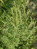 Ragweed closeup