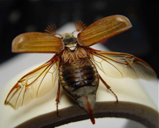 Maikäfer