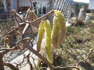 Haselblüten