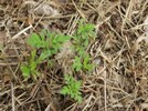 Ragweed Keimung