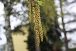 Birkenblüte