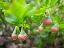 Heidelbeer-Blüten