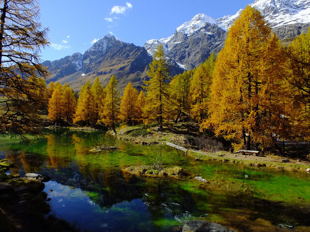 Wie definiert man die herbstliche Blatt–/Nadelverfärbung?