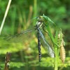 Libelle mit Larve, 13-08-15