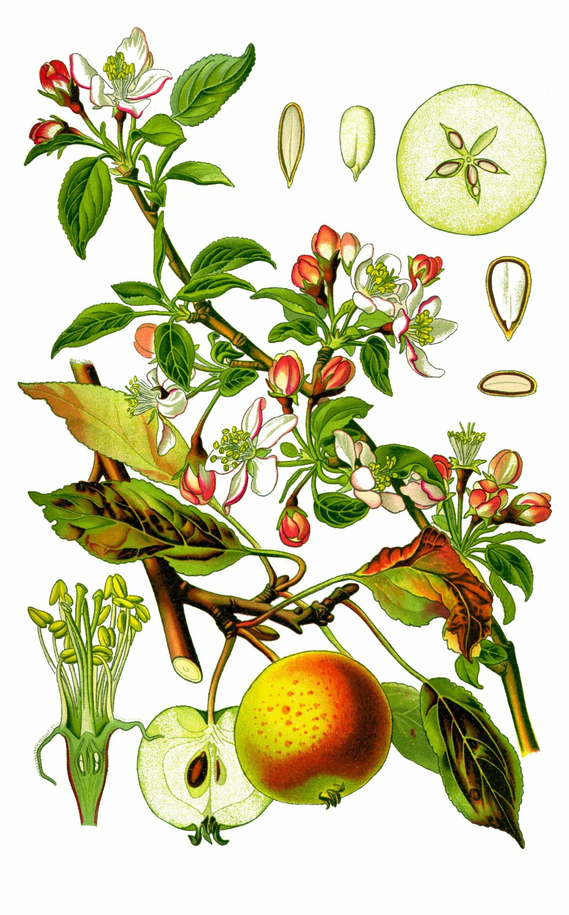 Apfel