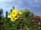 Sonnenblumen 7.10.2007