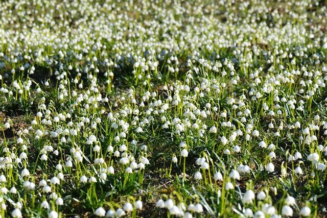 Frühlingsknotenblume