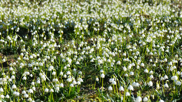 Frühlingsknotenblume