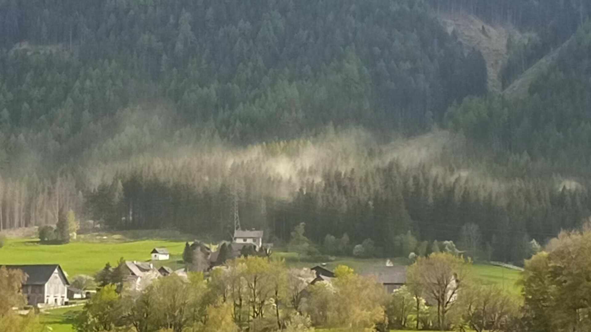 Aktuelle Pollensituation in Österreich - Ausgegeben am 9. Mai 2022