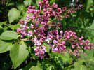 Flieder (Syringa vulgaris) blüht