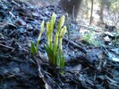 Frühlingsknotenblume