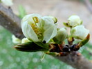 Zwetschke-Hanita- Blüte-080410-1