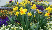 Frühlingsblumen Stadt Kufstein 
