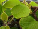 Kiwi 26.04.2010