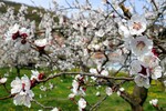 Marillenblüte Wachau 03.04.16